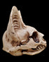 Bastet Skull