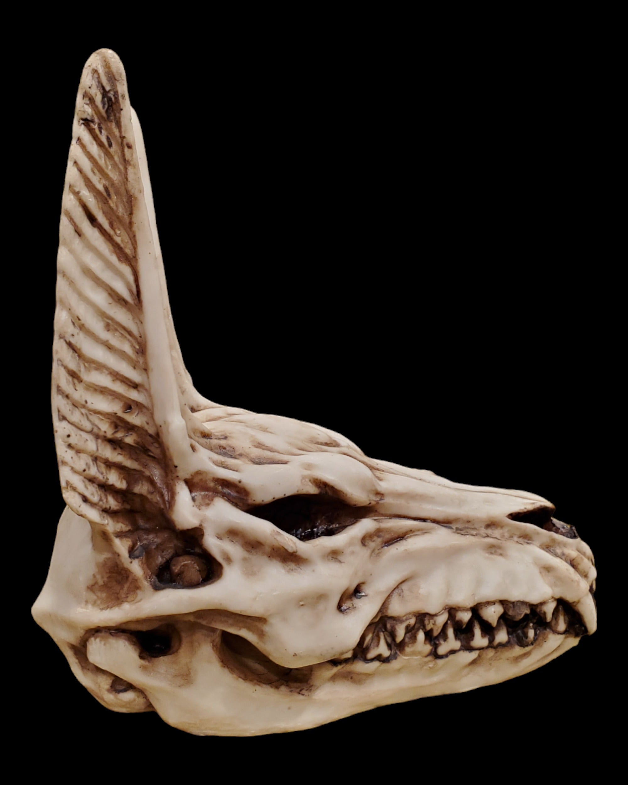 Anubis Skull