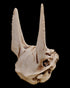 Anubis Skull