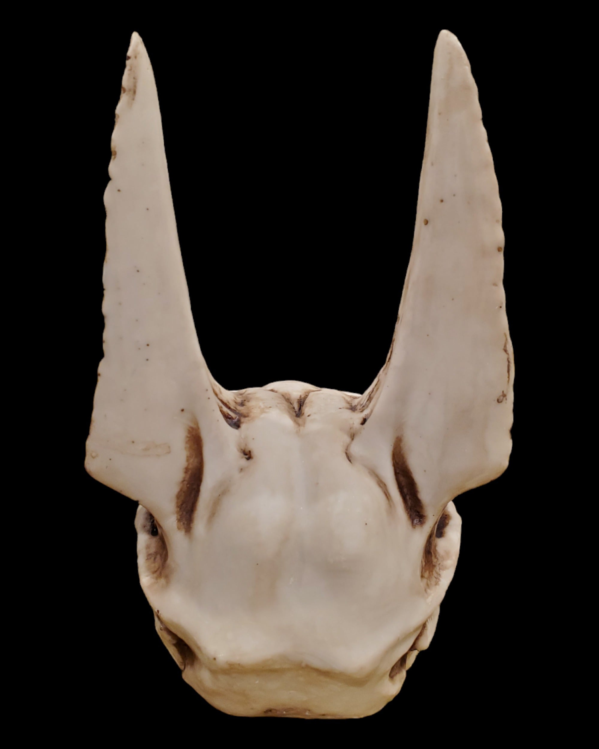 Anubis Skull