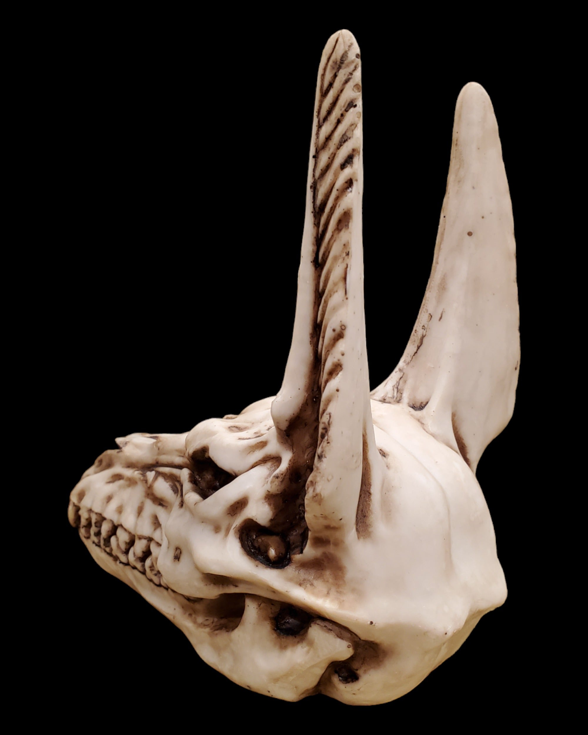 Anubis Skull