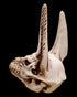 Anubis Skull