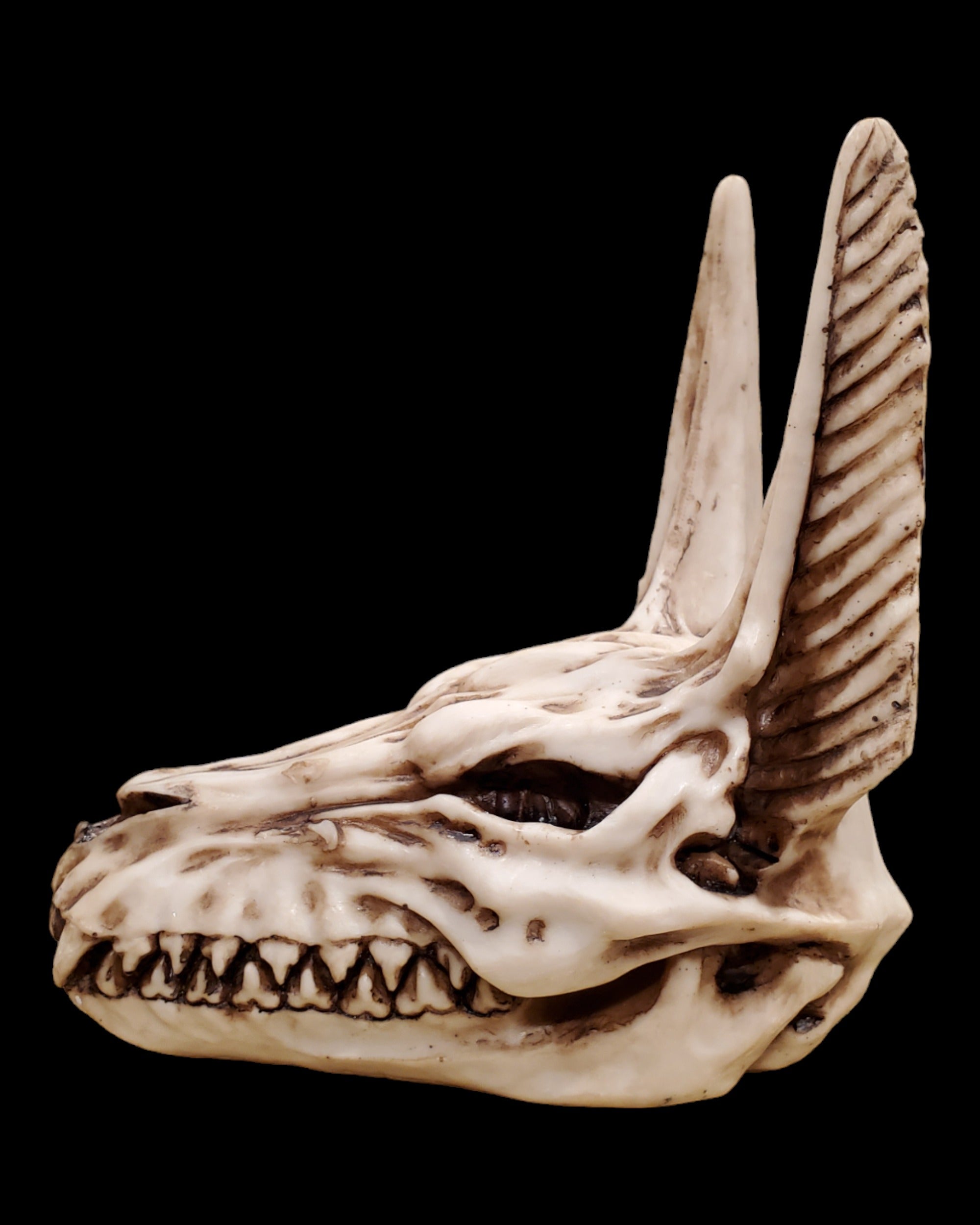 Anubis Skull