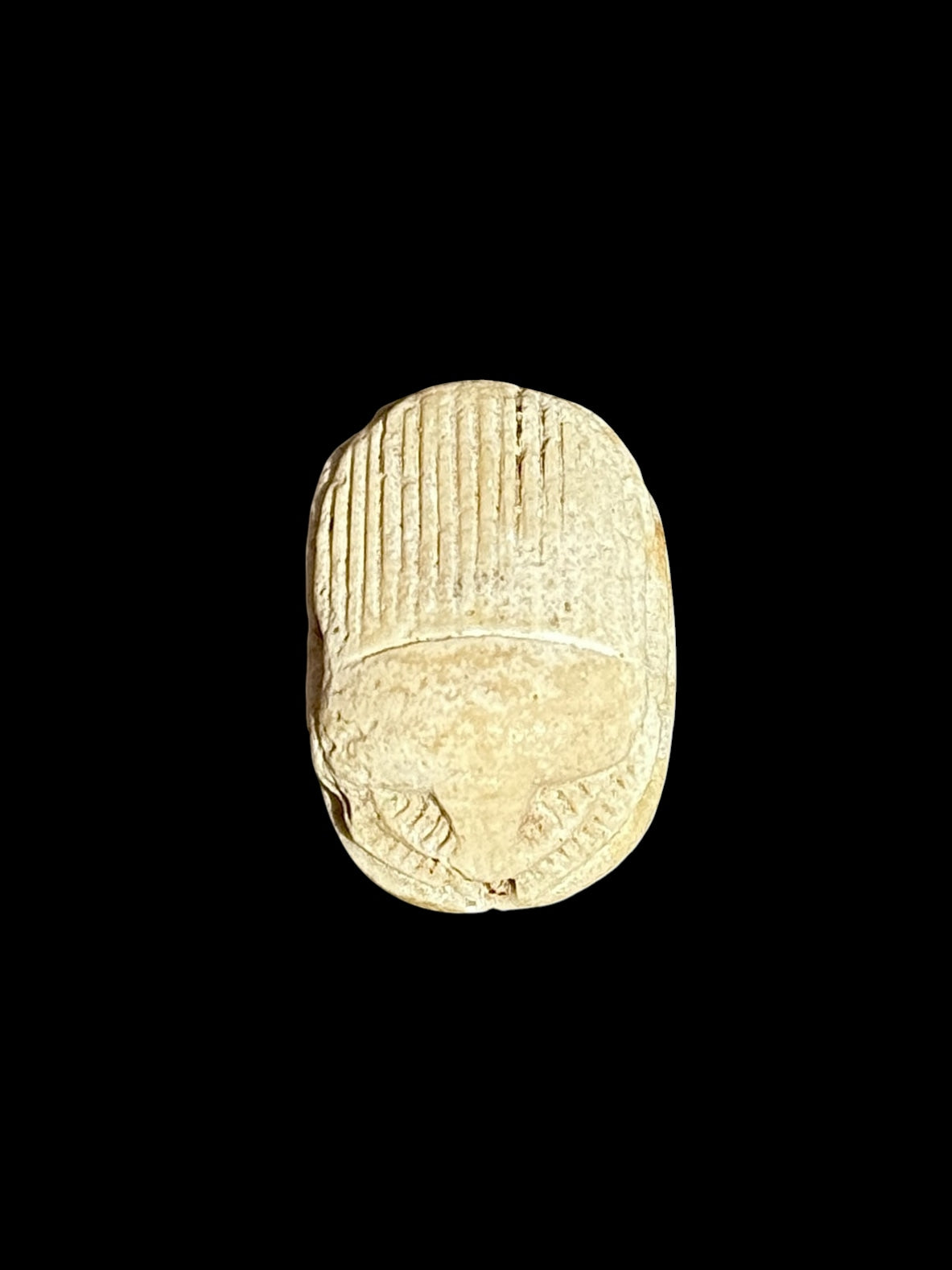 Top view of Egyptian scarab SC-116, showing warm cream tones with closely spaced lines across the wing covers.