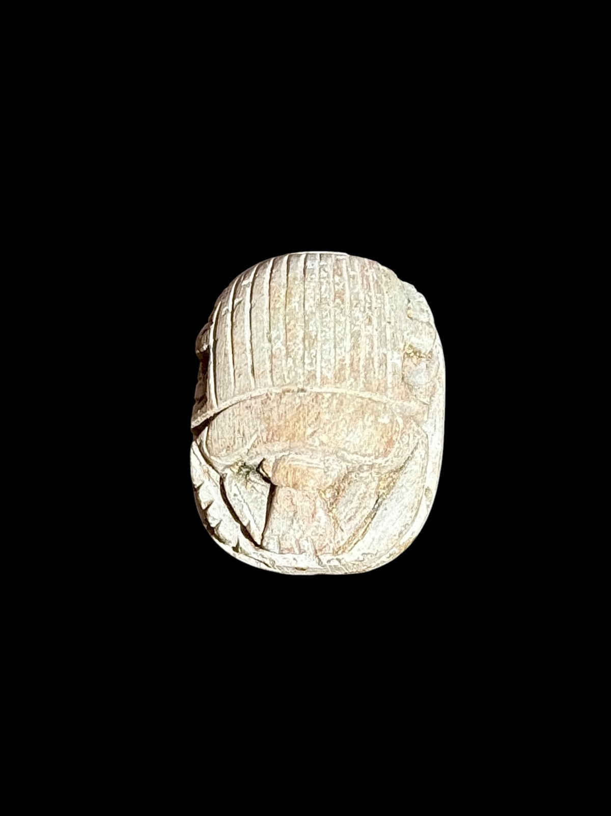 Top view of Egyptian scarab SC-115, showing pale cream tones with closely spaced lines across the wing covers.