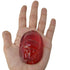 Ruby Red Translucent Scarab Beetle